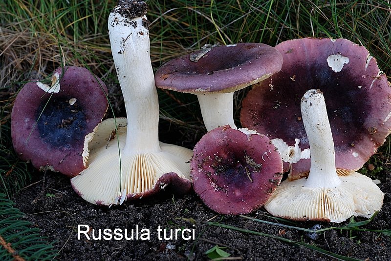 Russula turci-amf1660.jpg - Russula turci ; Nom français: Russule cocardée